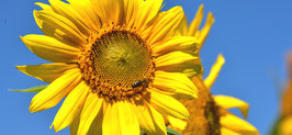 Fotokarte Sonnenblume
