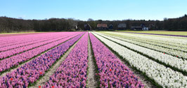 Fotokarte Hyazinthenfeld