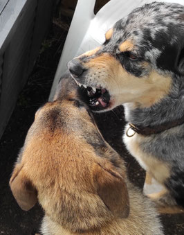 Vortrag zum Aggressionsverhalten des Hundes