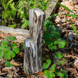Versteinertes Holz 057