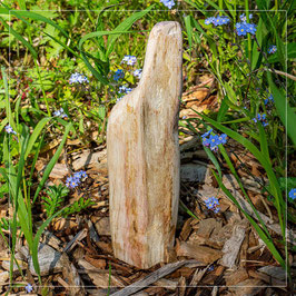 Versteinertes Holz 058