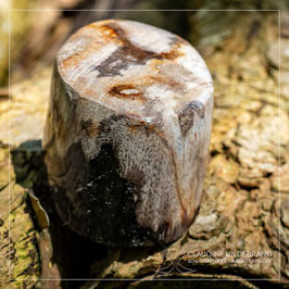Versteinertes Holz 061