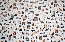 Katzen Motiv