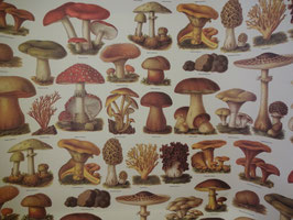 Pilz Motiv