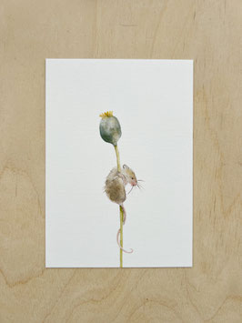 Maus&Mohn