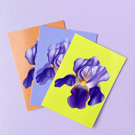 Iris - Set of 3