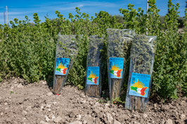 ORIGANO MAZZO DA 50 GR