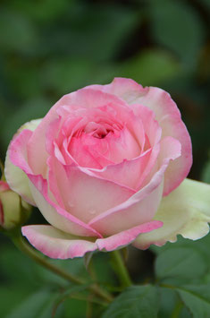 Eden Rose 85 (Pierre de Ronsard)