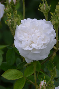 Mme Hardy /Madame Hardy (Rosa damascena)