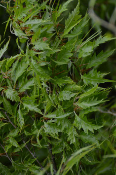 Fagus sylvatica 'Asplenifolia'