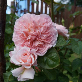 Rose de Tolbiac