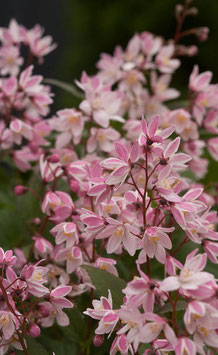 Deutzia "Yuki Cherry Blossom"