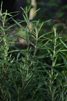 Salix elaeagnos subsp. angustifolia (Salix rosmarinifolia)