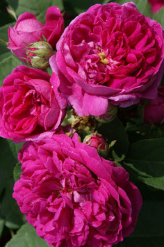 Rose de Resht (Rosa damascena)