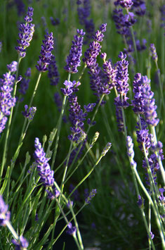 Lavandula angustifolia 'Hidcote'