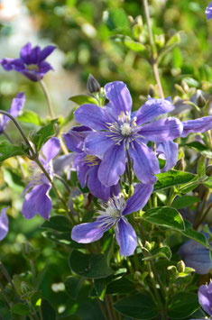 Clematis intergrifolia 'Arabella'