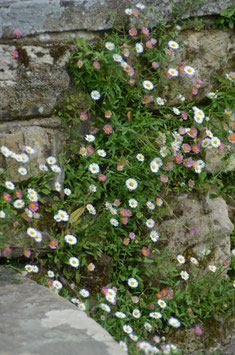 Erigeron karvinskianus