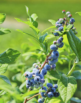 Vaccinium ' Bluegold' - Heidelbeere