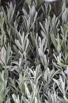 Lavandula x intermedia