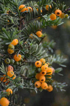 Taxus baccata 'Lutea'