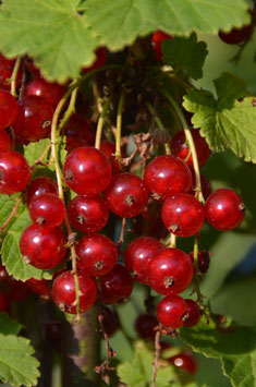 Ribes 'Jonkheer van Tets'
