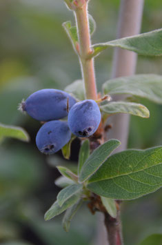 Lonicera kamtschatika 'Eisbär'