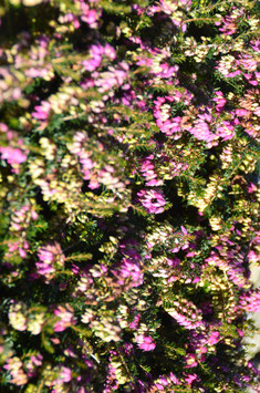 Erica carnea