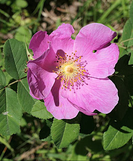 Rosa gallica - Essigrose