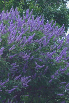 Vitex agnus -castus 'Delta Blues'