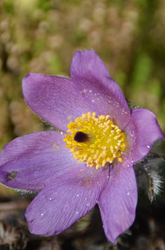 Pulsatilla vulgaris