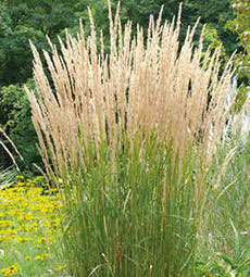 Calamagrostis acutiflora 'Karl Foerster'