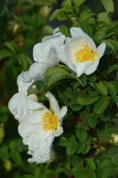 Rosa spinosissima (Syn. pimpinelifollia) - Bibernellrose