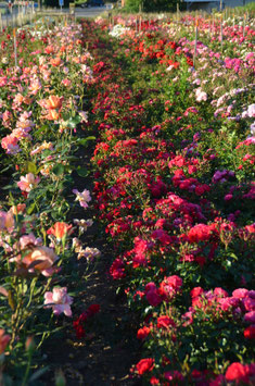 Spaziergang im Rosenfeld