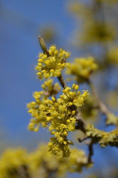 Cornus mas