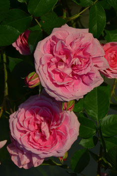 Gertrude Jekyll