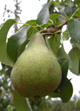Condora
