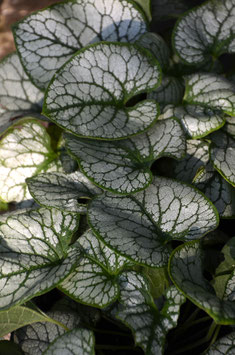 Brunnera macrophylla 'Jack Frost'