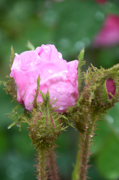 Rosa x centifolia 'Muscosa'