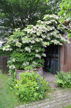 Hydrangea anomala subsp. petiolaris