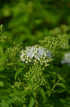 Spiraea japonica 'Albiflora'