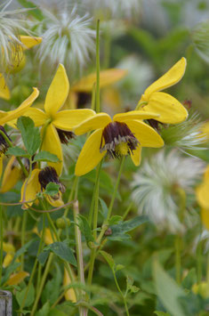 Clematis tangutica 'Golden Tiara'