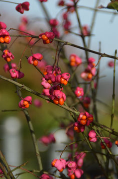 Euonymus europaeus