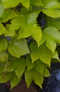 Parthenocissus tricuspidata ‚Fenway Park‘