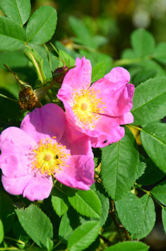 Rosa virginiana