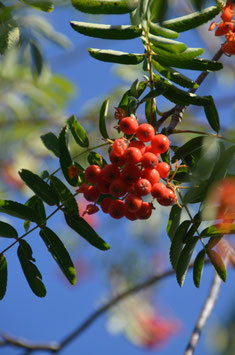 Sorbus aucuparia