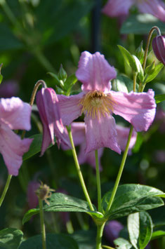 Clematis integrifolia 'Aljonushka'