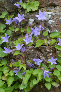 Campanula poscharskyana