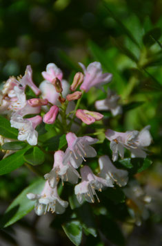 Rhododendron micranthum 'Bloombux'(R)