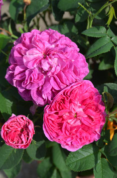 rosa Nelkenrose Pink Grootendorst robuste Strauch Rose kleine Blüten wurzelnackt