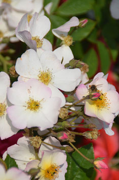 Francis E. Lester (Rosa moschata)